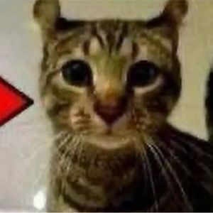 Meet your Posher, Andres